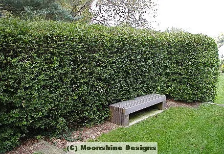 #1 cotoneaster hedge