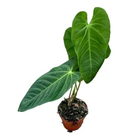 40 cm  Anthurium Queremalense House Plant 17 cm Pot