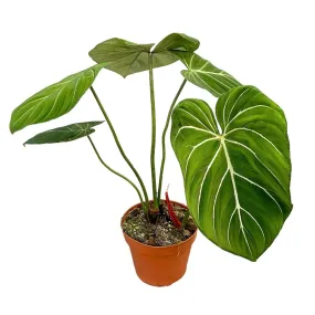 40 cm  Philodendron Gloriosum House Plant 17 cm Pot