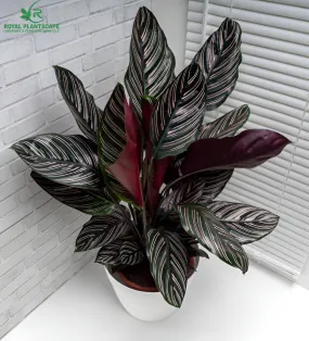 Calathea Ornata | Best‍‍ Plants For Indoors