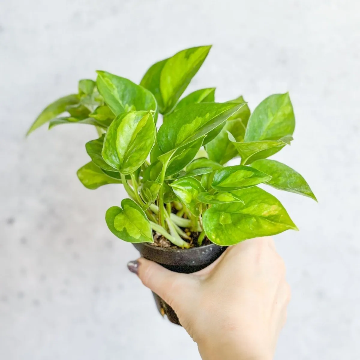 Epipremnum Aureum ‘Global Green’ - Global Green Pothos - Various Sizes