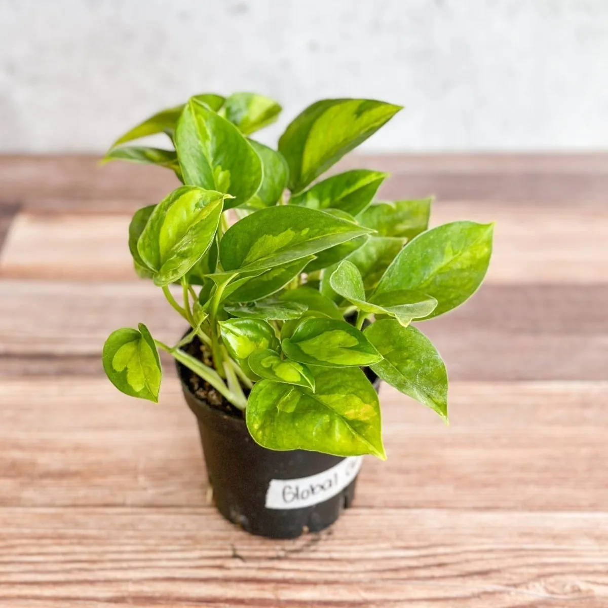 Epipremnum Aureum ‘Global Green’ - Global Green Pothos - Various Sizes