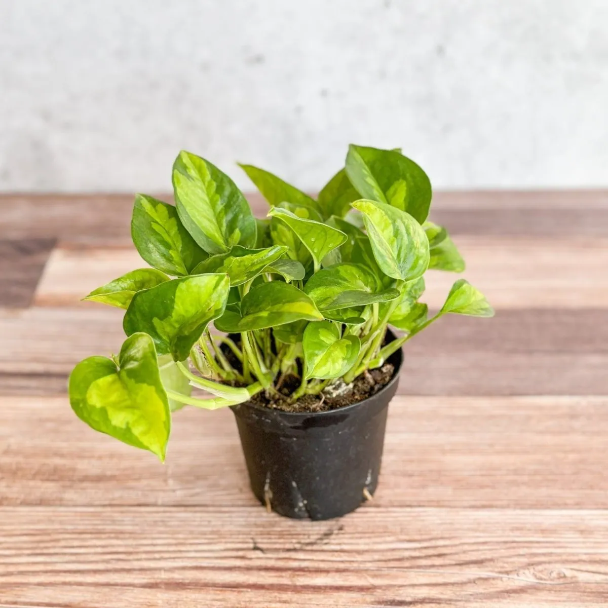 Epipremnum Aureum ‘Global Green’ - Global Green Pothos - Various Sizes