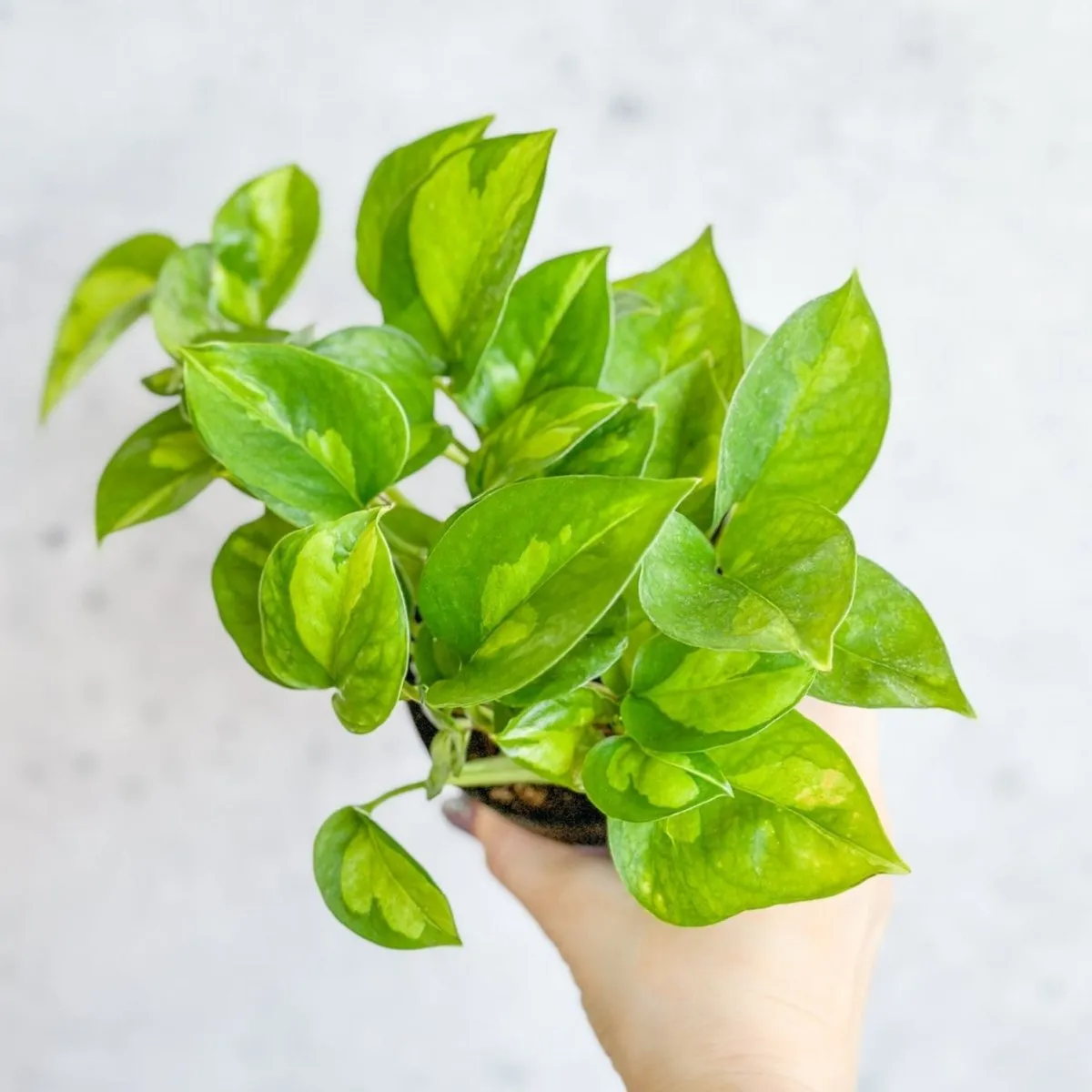 Epipremnum Aureum ‘Global Green’ - Global Green Pothos - Various Sizes