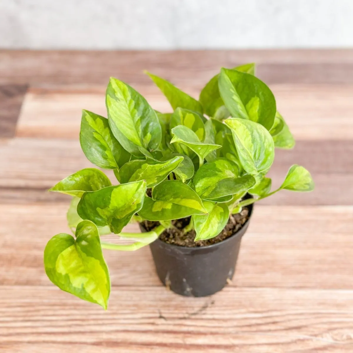 Epipremnum Aureum ‘Global Green’ - Global Green Pothos - Various Sizes