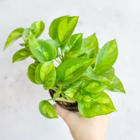 Epipremnum Aureum ‘Global Green’ - Global Green Pothos - Various Sizes