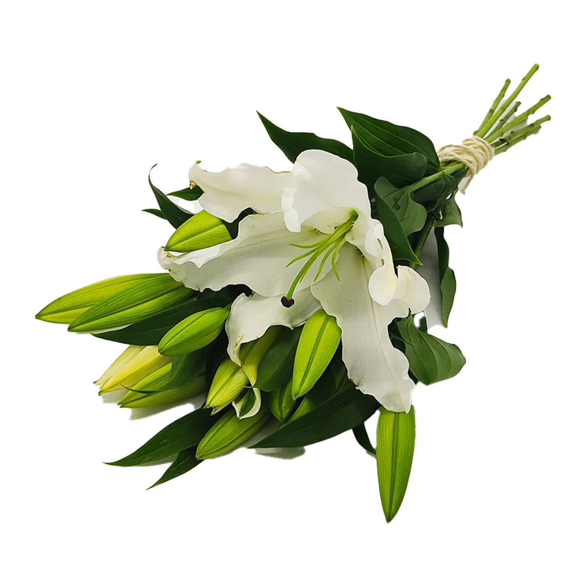 Flowers Oriental Lilies White Bunch