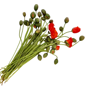 Flowers Poppy Bunch