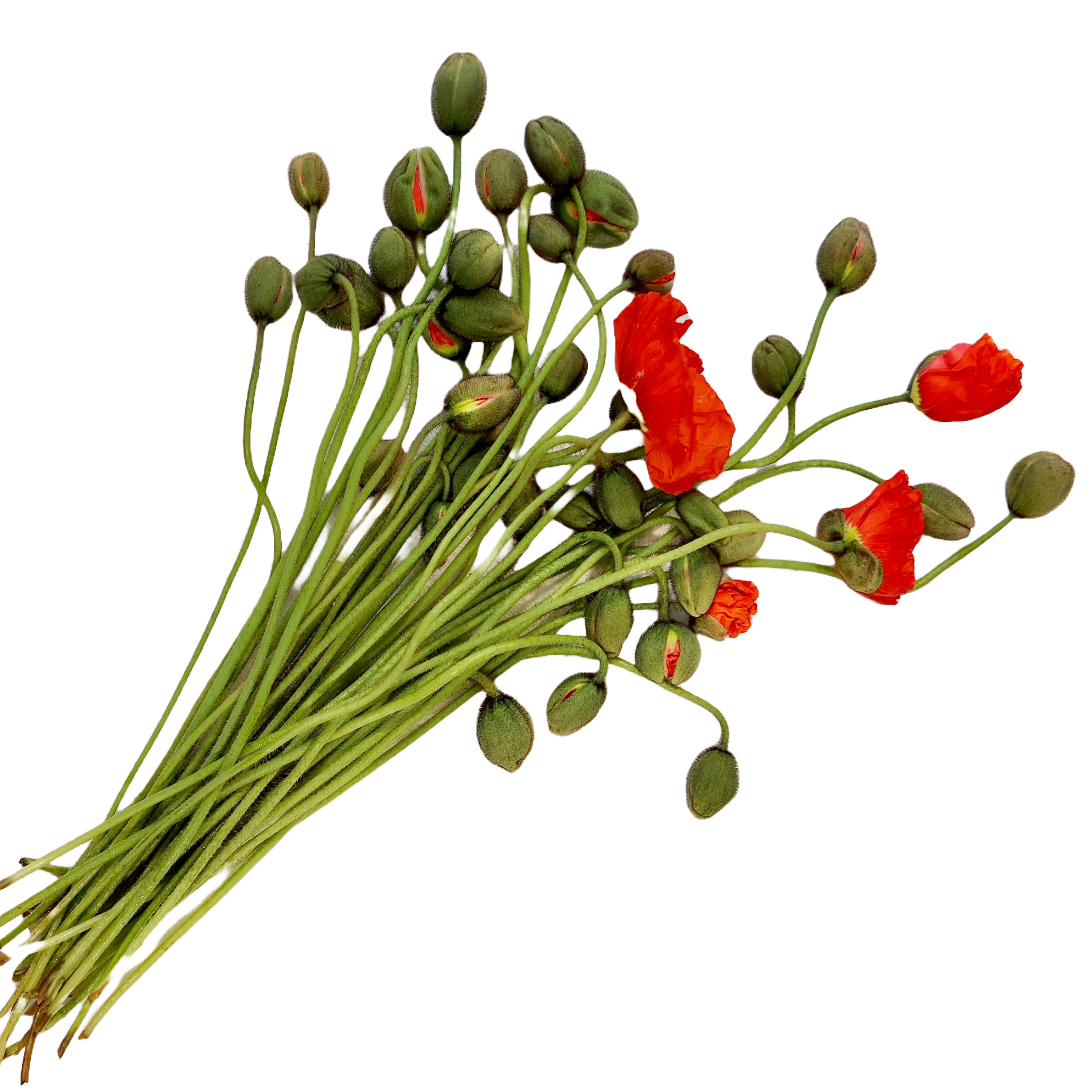 Flowers Poppy Bunch