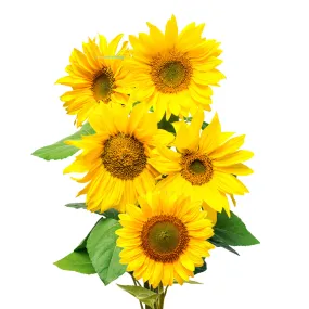 Flowers Sunflowers 5 Stem Bunch