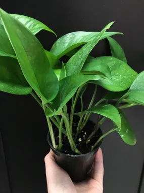 Green Jade Pothos