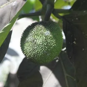 Organic Bread Fruit, Milk Juice Trees (Artocarpus altilis, A. communis, A. incisus) for Sale