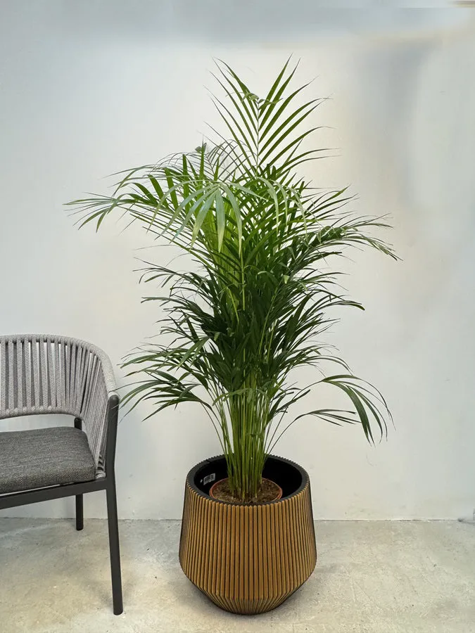 Palm Chrysalidocarpus Lutescens, 1.5-2.0M