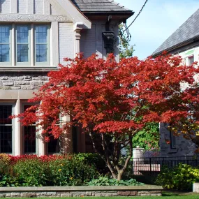 Red Emperor Japanese Maple Tree