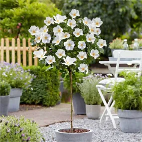 White Knock Out® Rose Tree