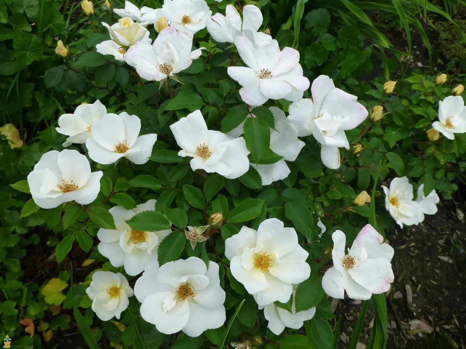 White Knock Out® Rose Tree